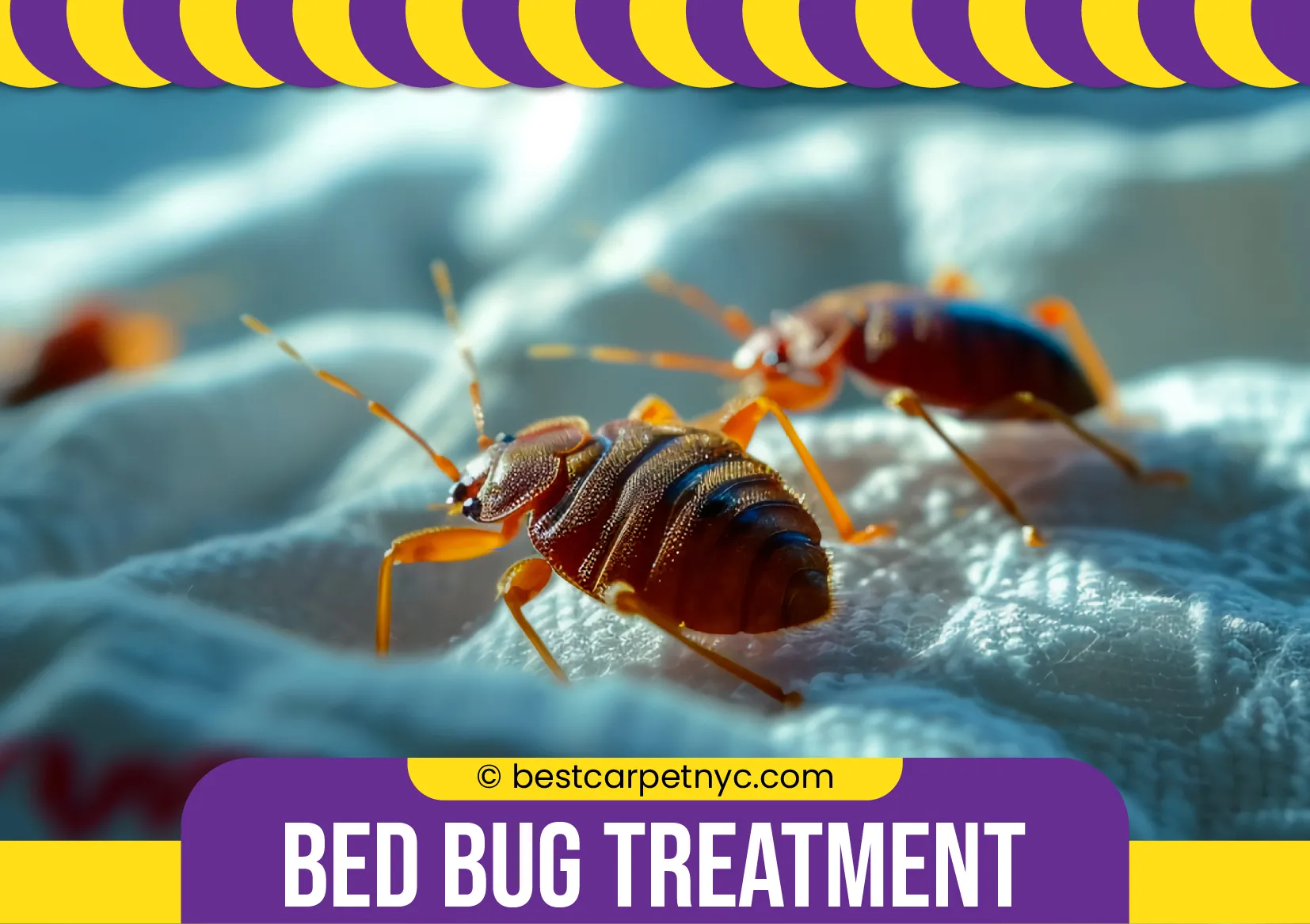 carpet cleaning in NYC, carpet cleaning in NYC, carpet cleaning NYC, carpet cleaners in NYC, carpet cleaners in NYC, commercial carpet cleaning, commercial carpet cleaning in NYC, NYC rug cleaners, rug cleaning services in NYC, same day carpet cleaning, same day rug cleaning